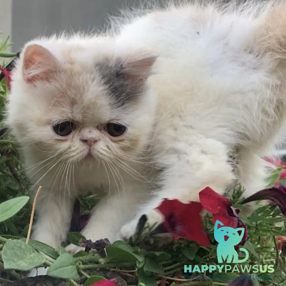 Zara Exotic female blue tortie harlequin - live animals