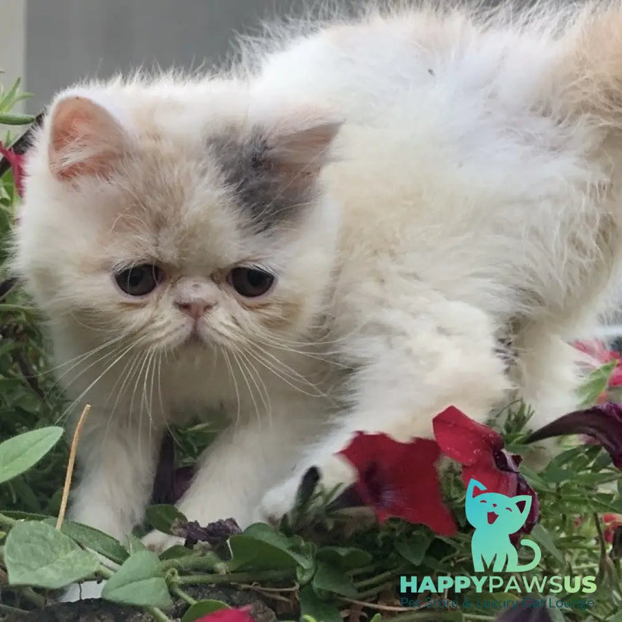 Zara Exotic female blue tortie harlequin - live animals