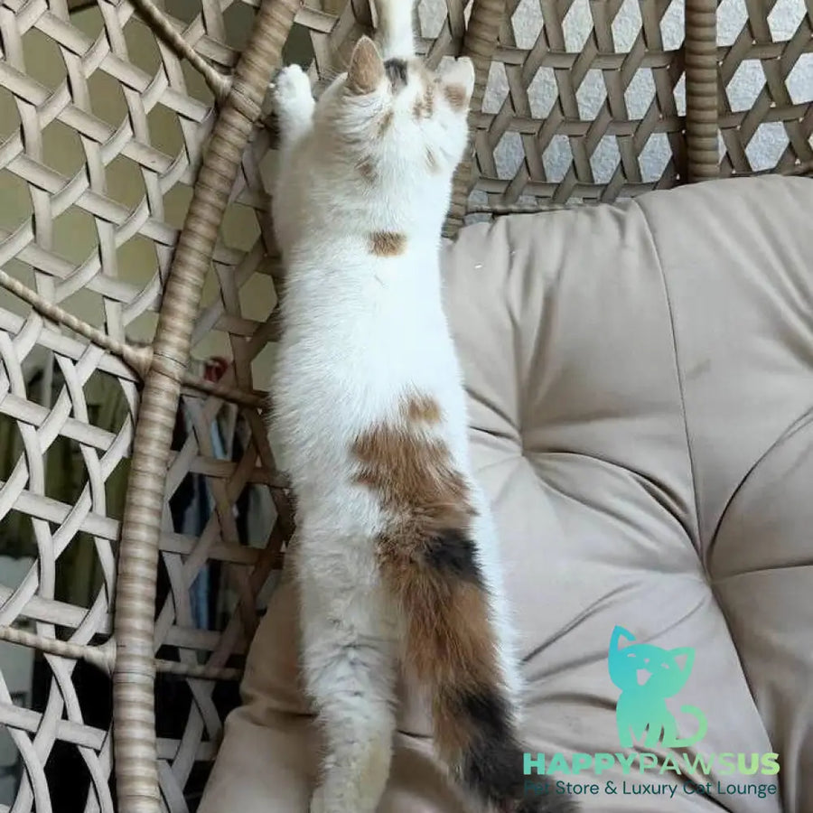 Zara Exotic female blue tortie harlequin - live animals
