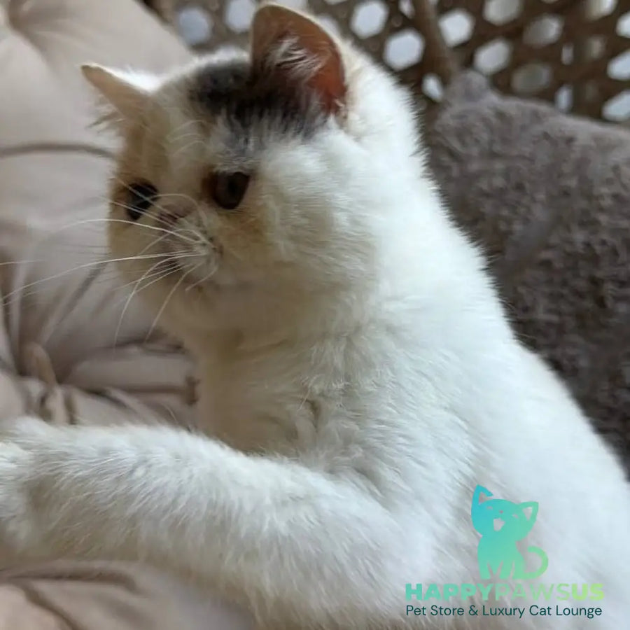 Zara Exotic female blue tortie harlequin - live animals