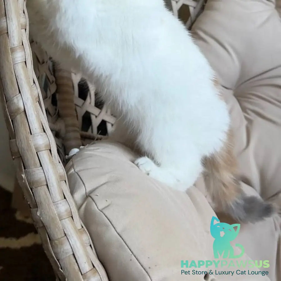 Zara Exotic female blue tortie harlequin - live animals