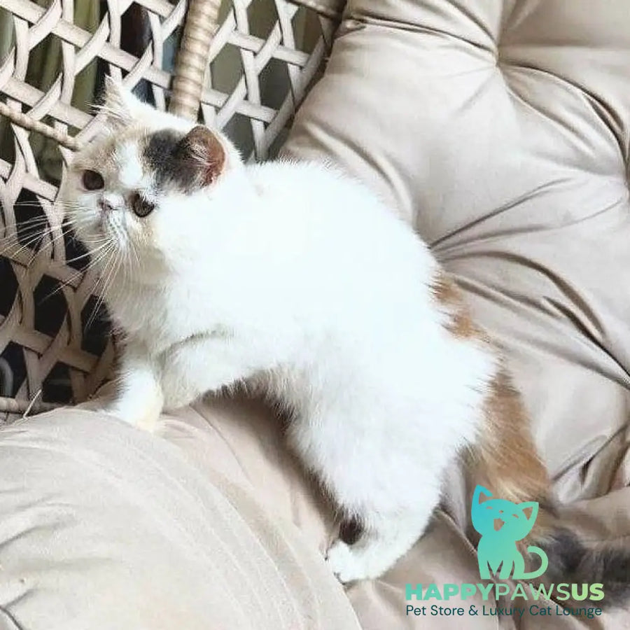 Zara Exotic female blue tortie harlequin - live animals
