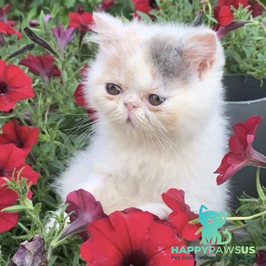 Zara Exotic female blue tortie harlequin - live animals