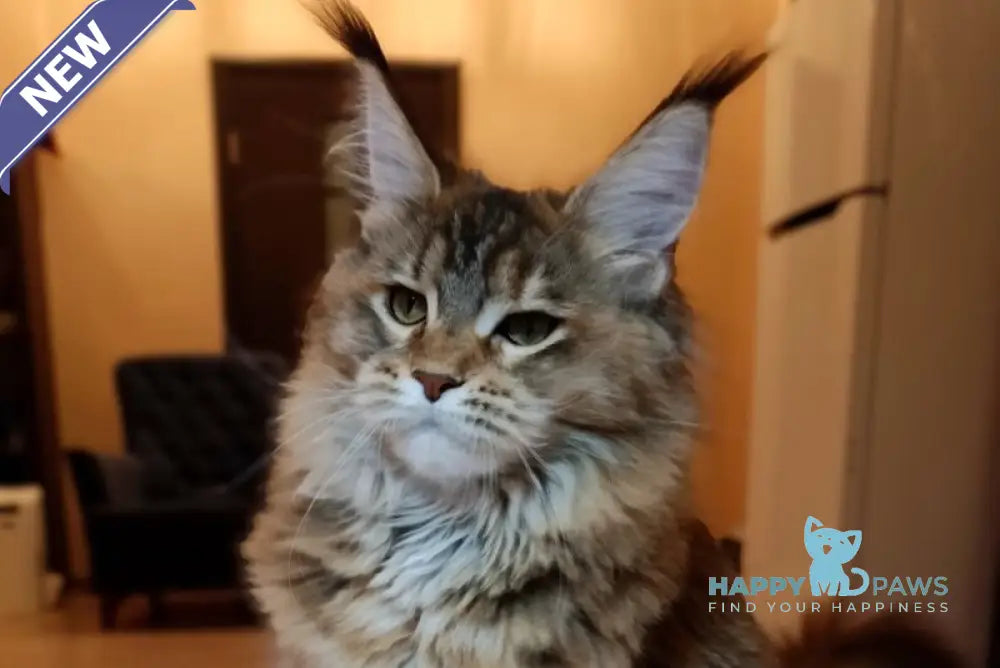 Zara Maine Coon female black tortie ticked tabby live animals