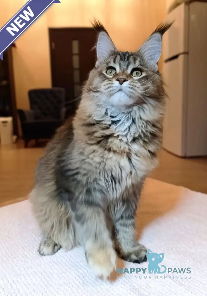 Zara Maine Coon female black tortie ticked tabby live animals