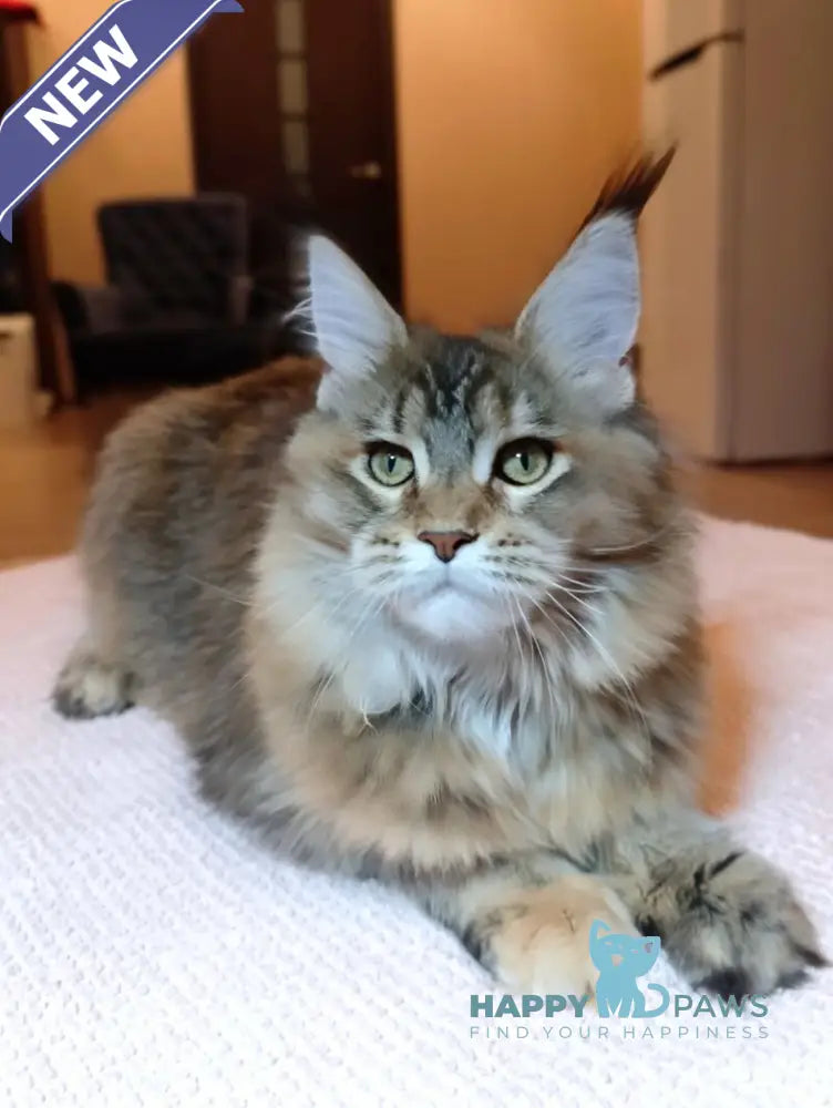 Zara Maine Coon female black tortie ticked tabby live animals