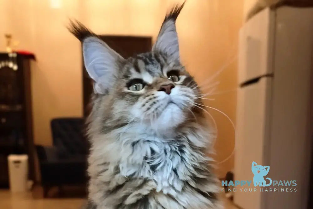 Zara Maine Coon female black tortie ticked tabby live animals