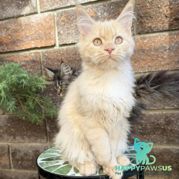 Zara Maine Coon female cream tabby with white - live animals