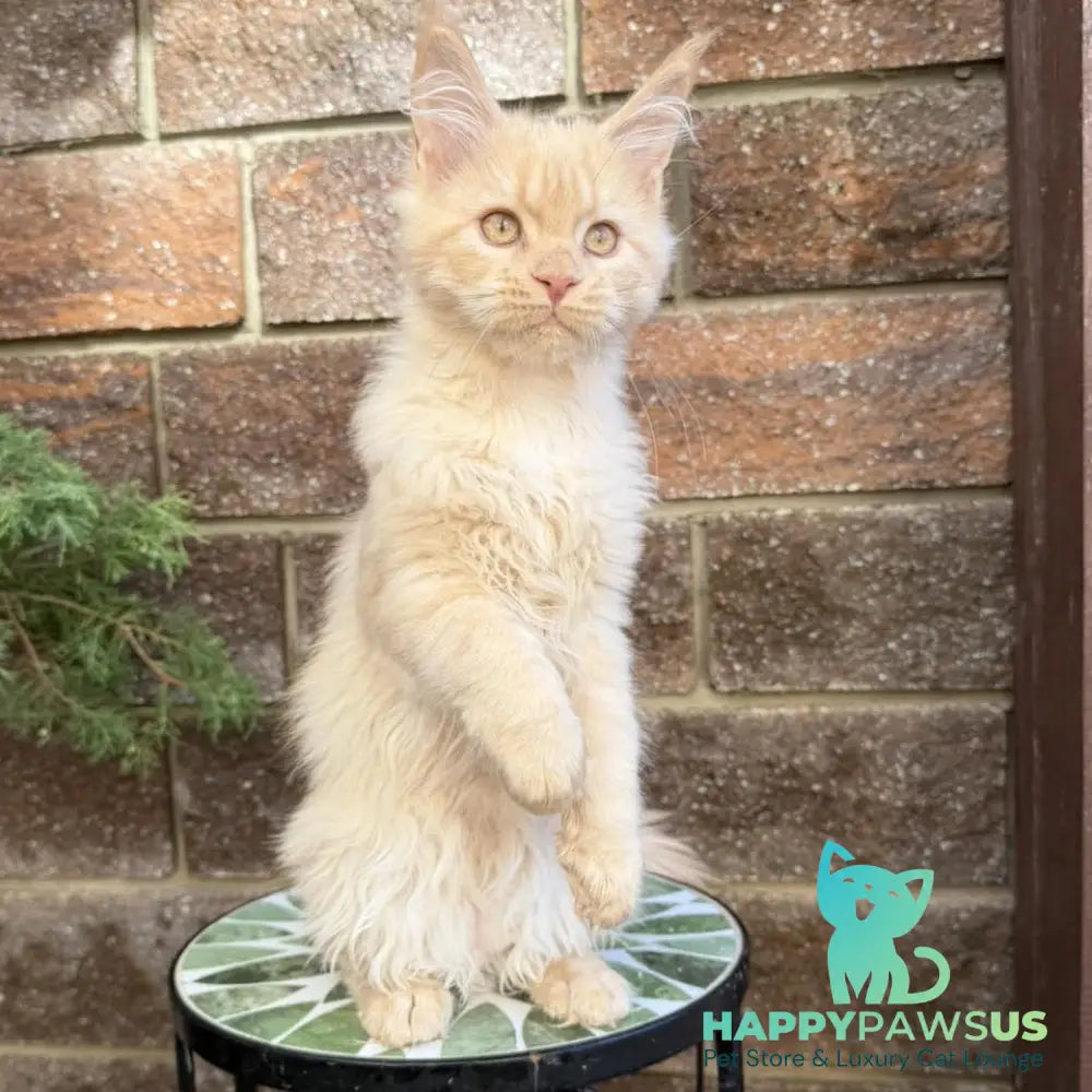 Zara Maine Coon female cream tabby with white - live animals