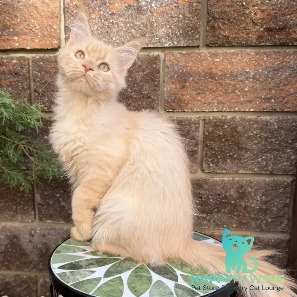 Zara Maine Coon female cream tabby with white - live animals