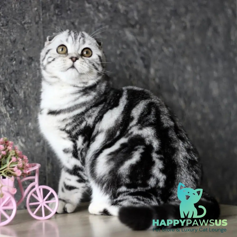 Zara Scottish Fold female black silver tabby - live animals