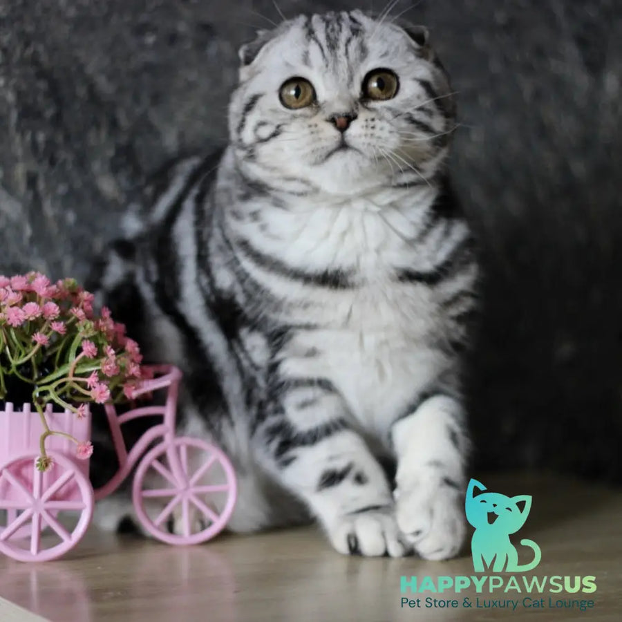 Zara Scottish Fold female black silver tabby - live animals