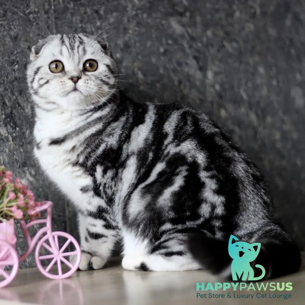 Zara Scottish Fold female black silver tabby - live animals