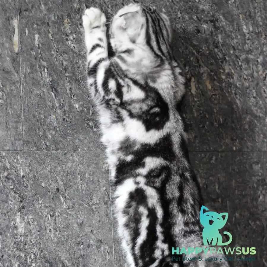Zara Scottish Fold female black silver tabby - live animals
