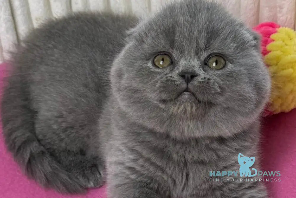 Zara Scottish Fold female blue live animals