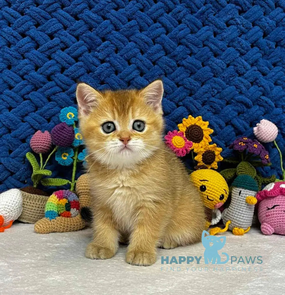 Zara Scottish Straight female black golden shaded live animals