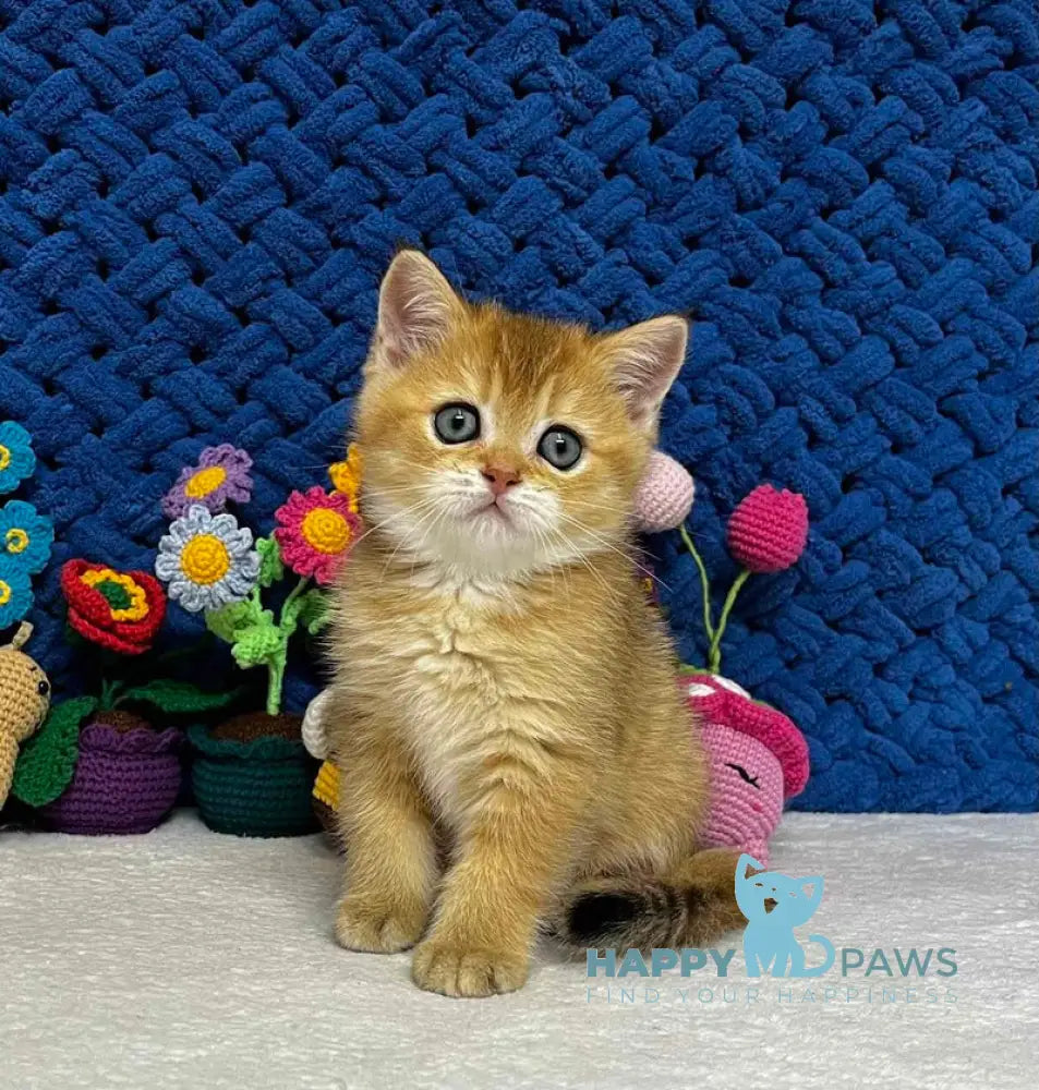 Zara Scottish Straight female black golden shaded live animals