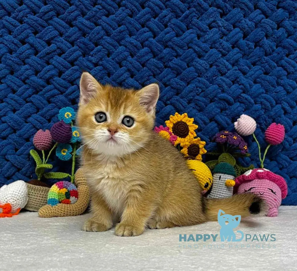 Zara Scottish Straight female black golden shaded live animals