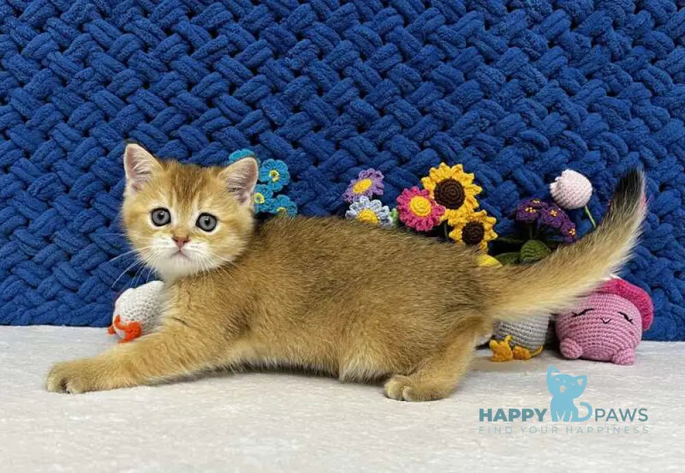 Zara Scottish Straight female black golden shaded live animals