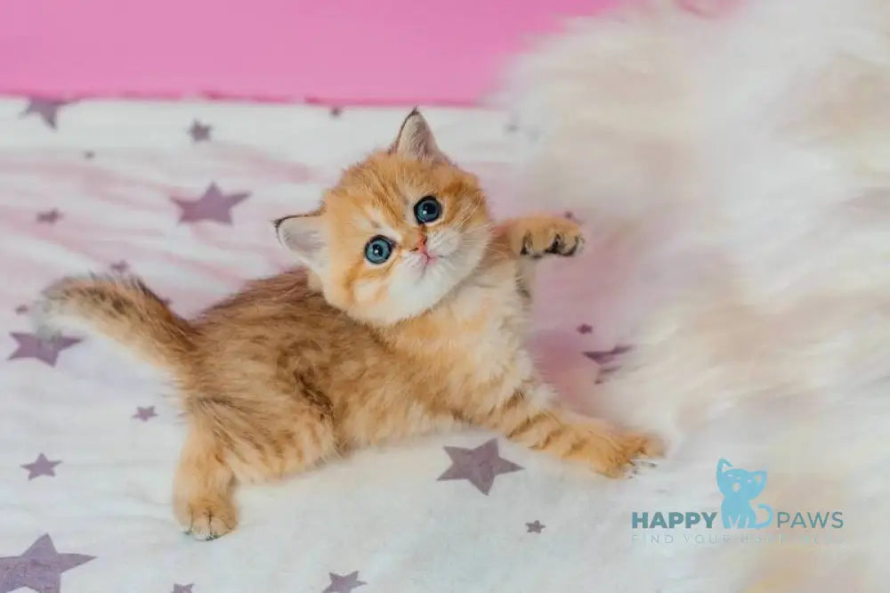 Zara Scottish Fold female black golden spotted tabby live animals