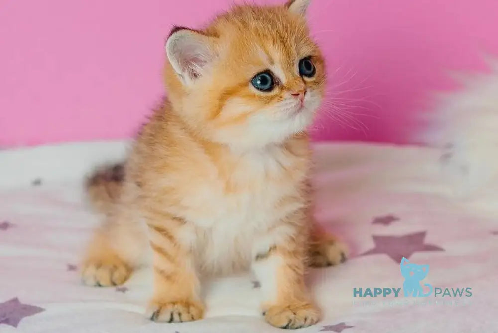Zara Scottish Fold female black golden spotted tabby live animals