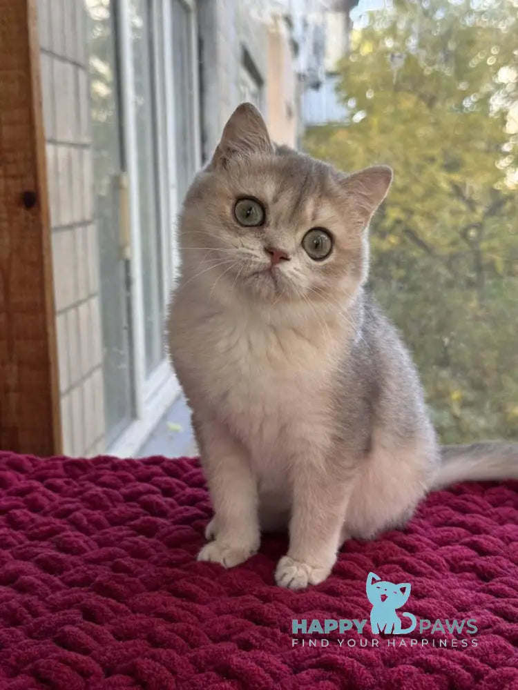 Zara Scottish Straight female blue golden shaded live animals