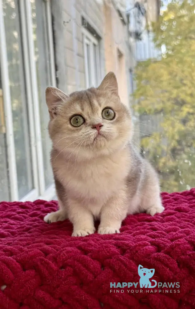 Zara Scottish Straight female blue golden shaded live animals