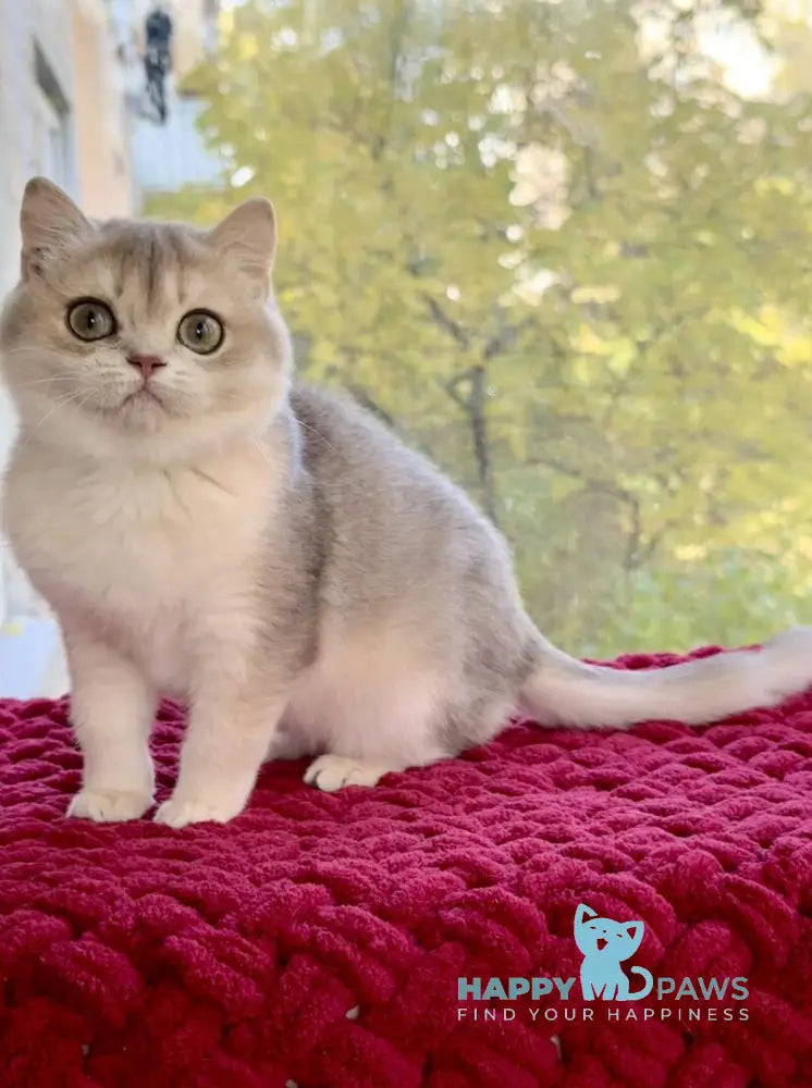 Zara Scottish Straight female blue golden shaded live animals