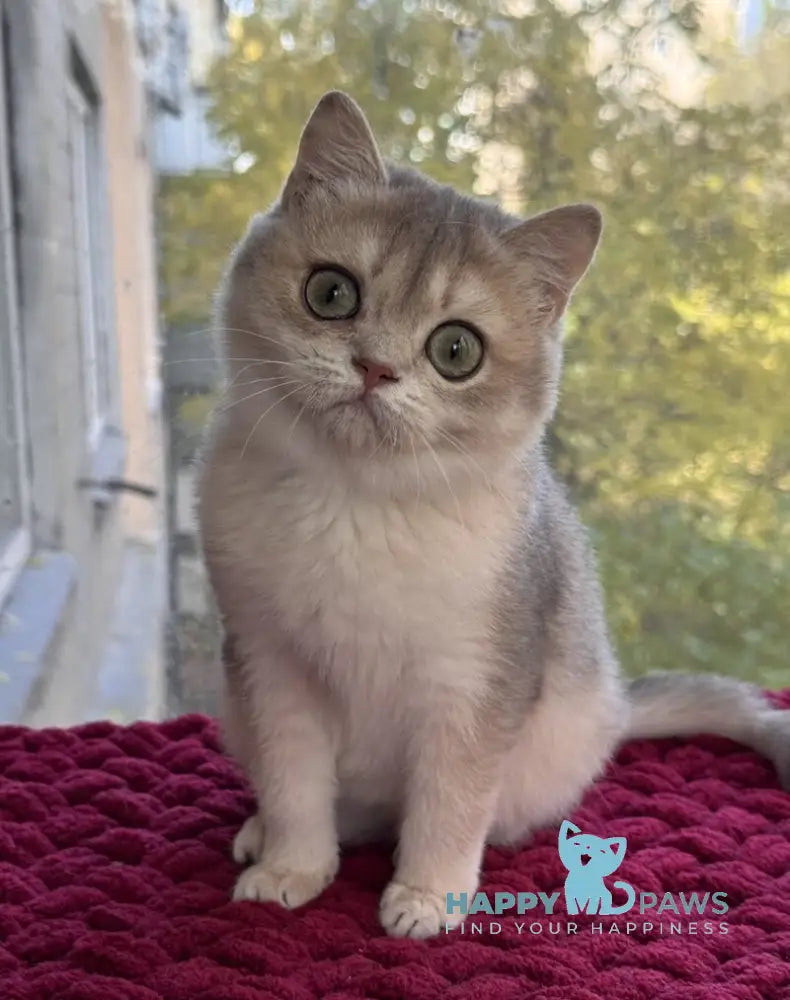 Zara Scottish Straight female blue golden shaded live animals