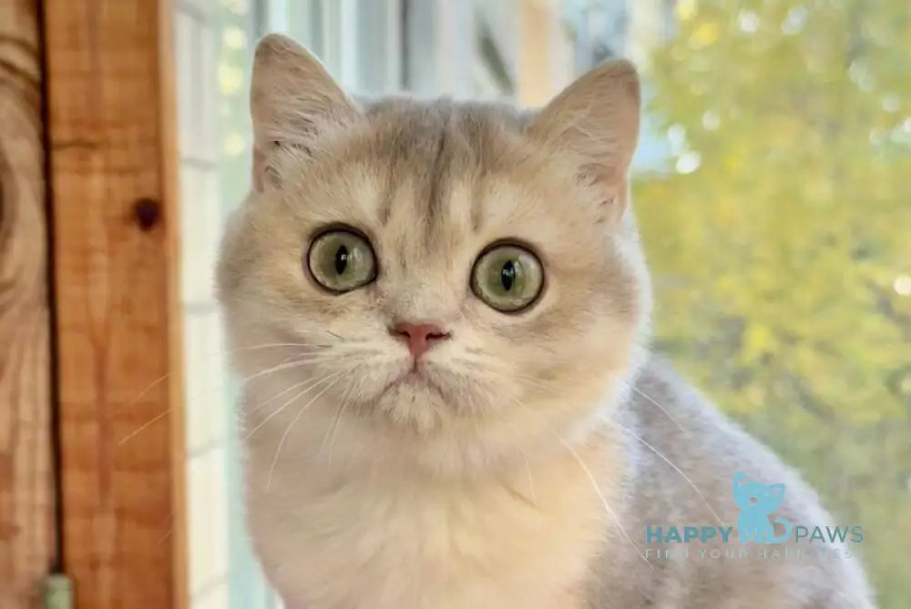 Zara Scottish Straight female blue golden shaded live animals