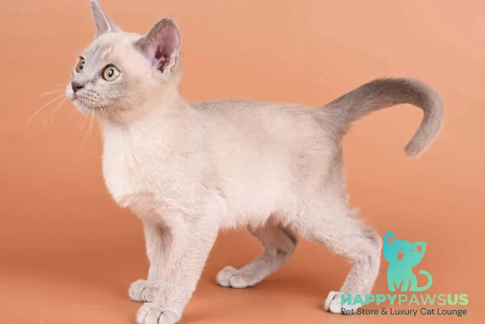 Zarden Burmese male lilac - live animals