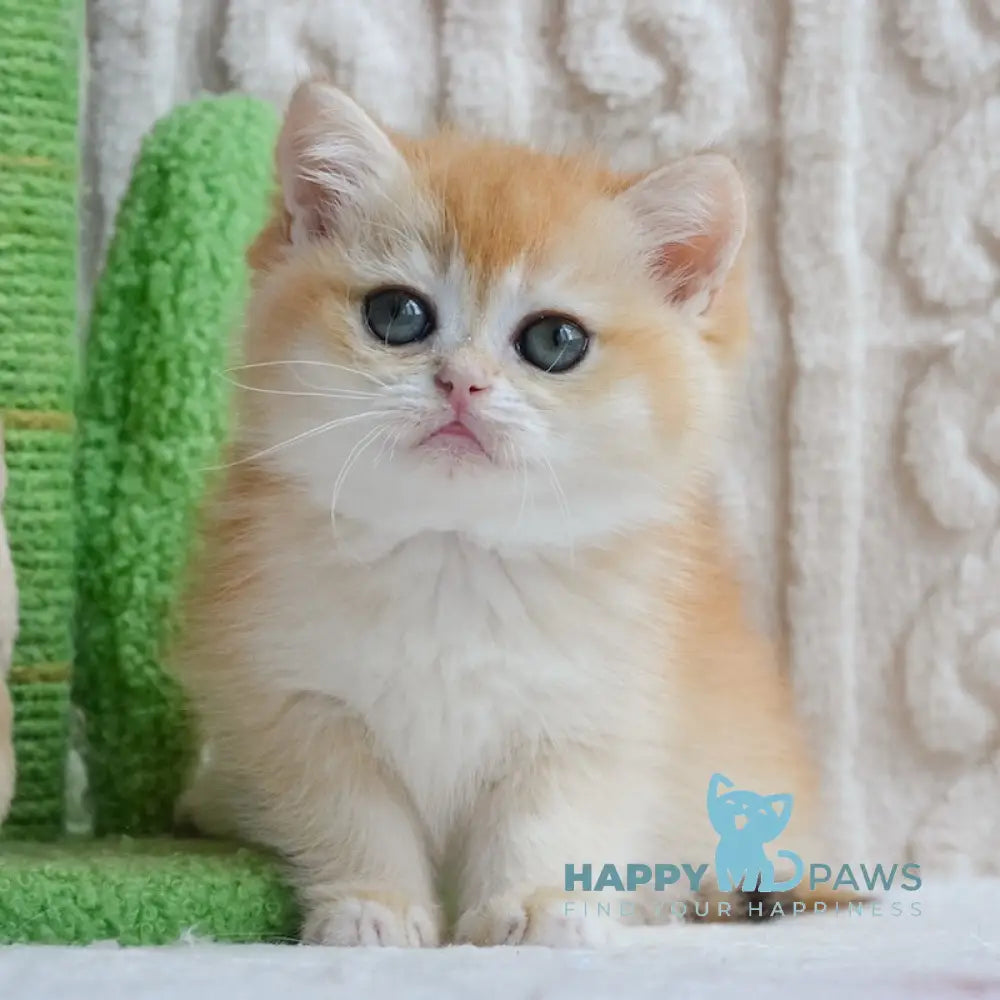 Zarie British Shorthair female black golden chinchilla live animals