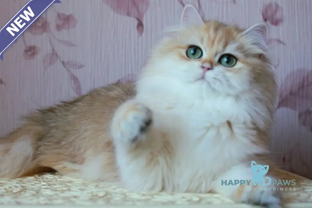 Zarina British Longhair female black golden shaded live animals