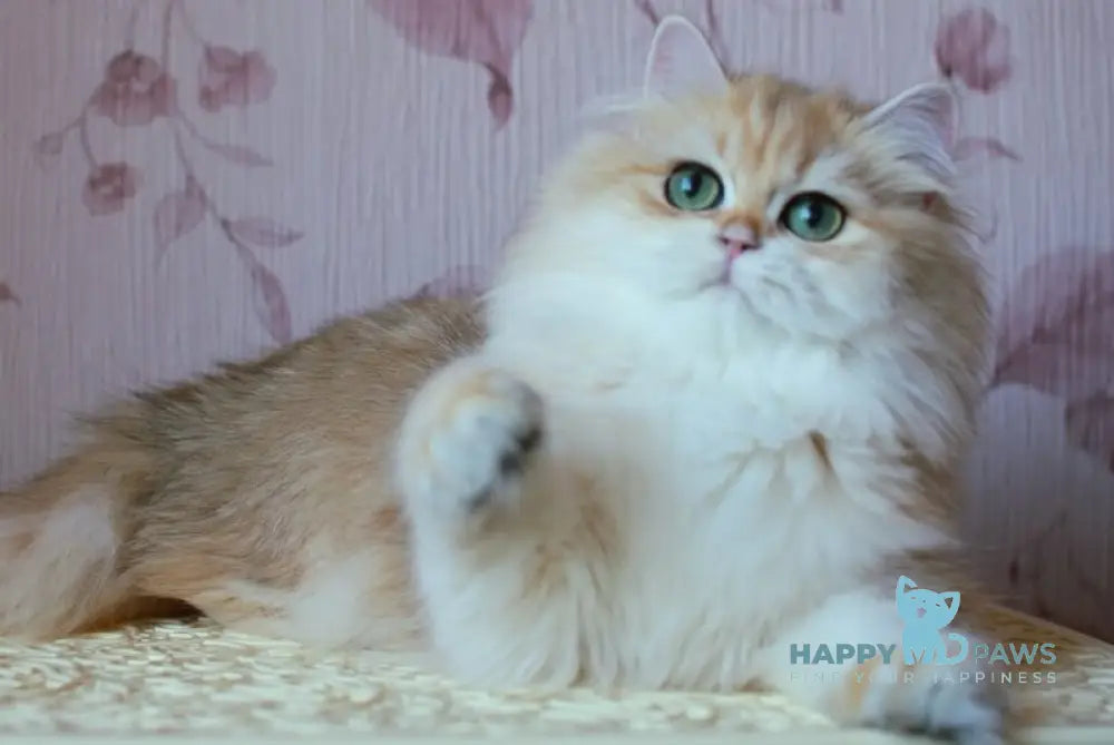 Zarina British Longhair female black golden shaded live animals