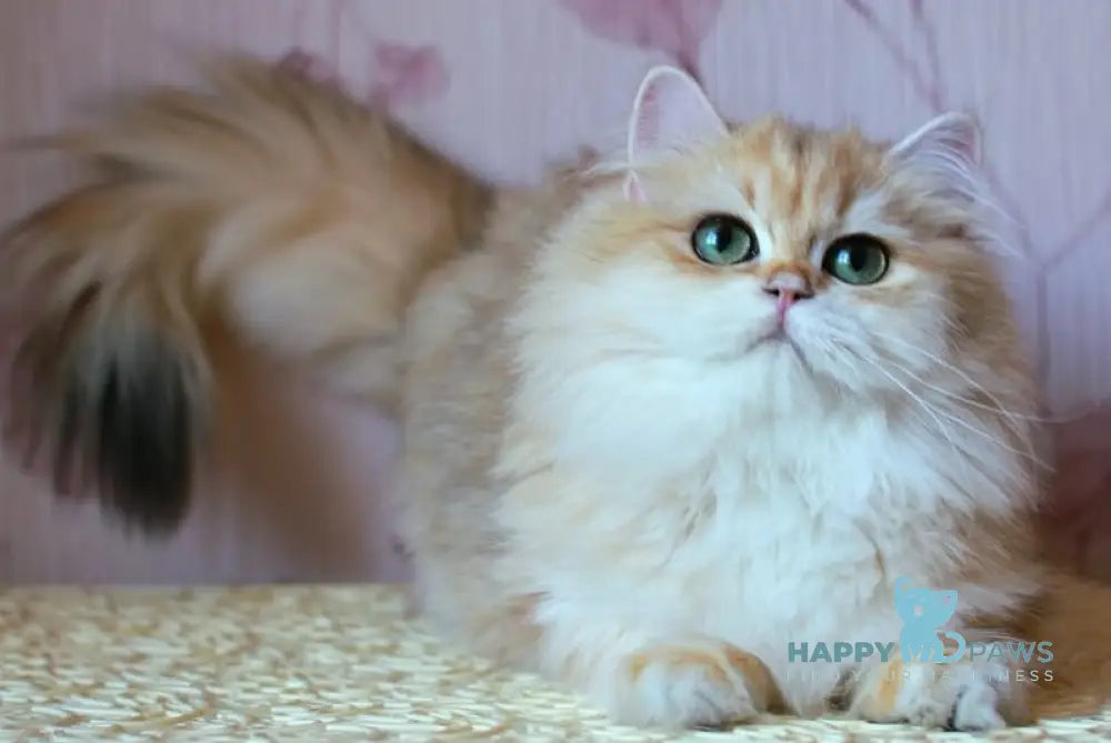 Zarina British Longhair female black golden shaded live animals