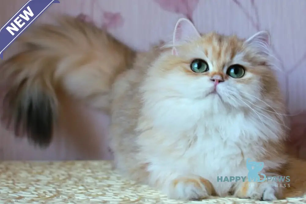 Zarina British Longhair female black golden shaded live animals