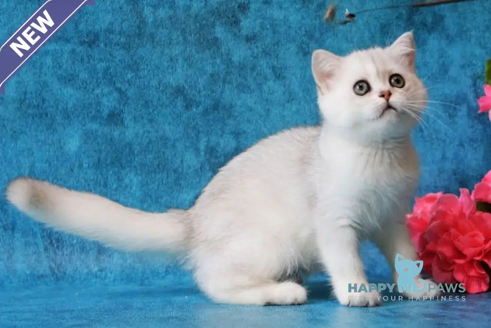 Zarina British Shorthair female black silver shaded live animals