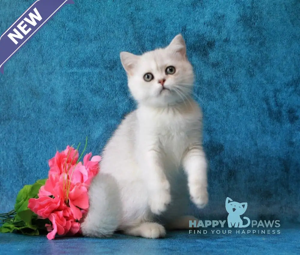 Zarina British Shorthair female black silver shaded live animals