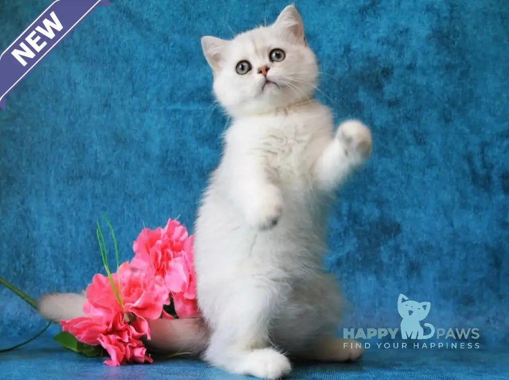 Zarina British Shorthair female black silver shaded live animals