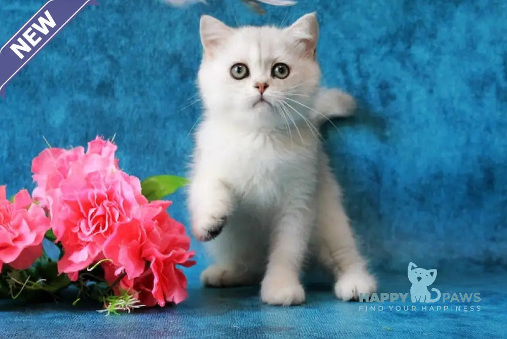 Zarina British Shorthair female black silver shaded live animals