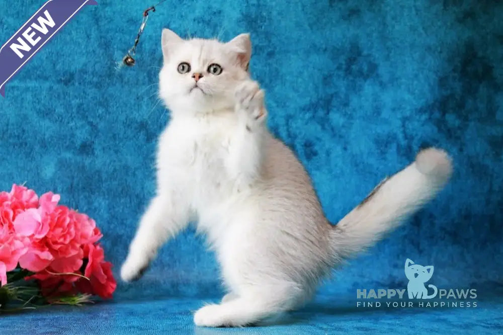 Zarina British Shorthair female black silver shaded live animals