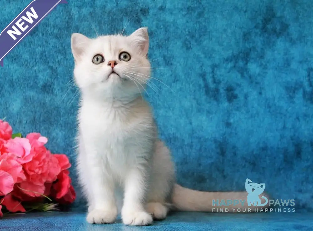 Zarina British Shorthair female black silver shaded live animals