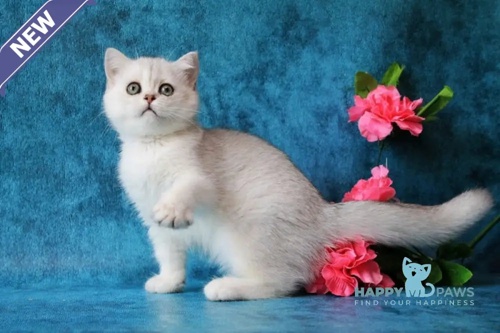 Zarina British Shorthair female black silver shaded live animals