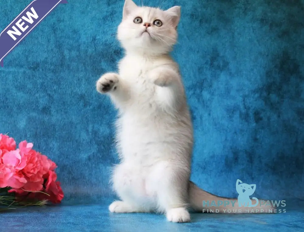 Zarina British Shorthair female black silver shaded live animals