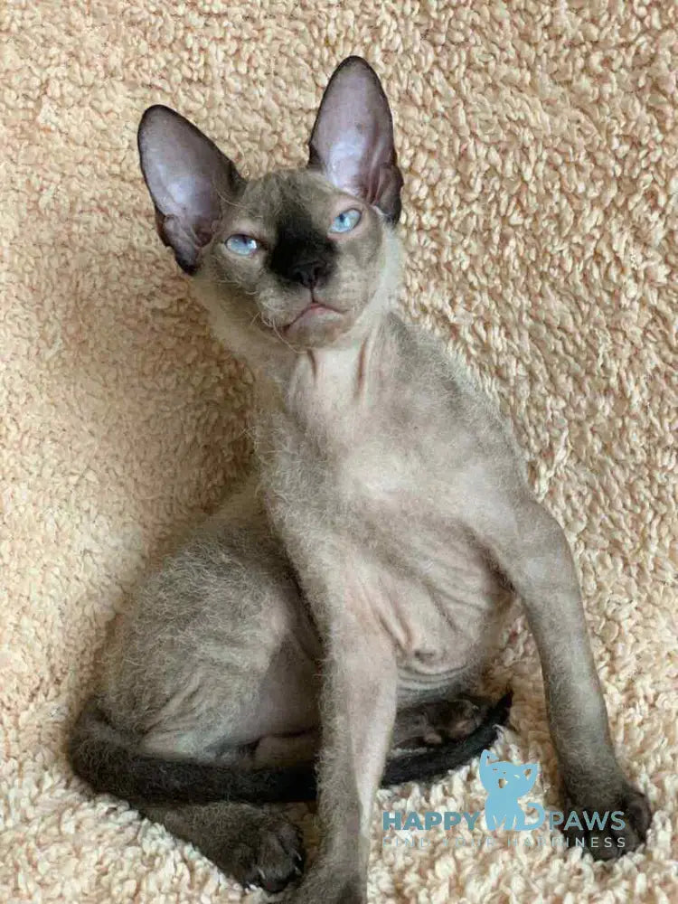 Zarina Don Sphynx female black pointed live animals