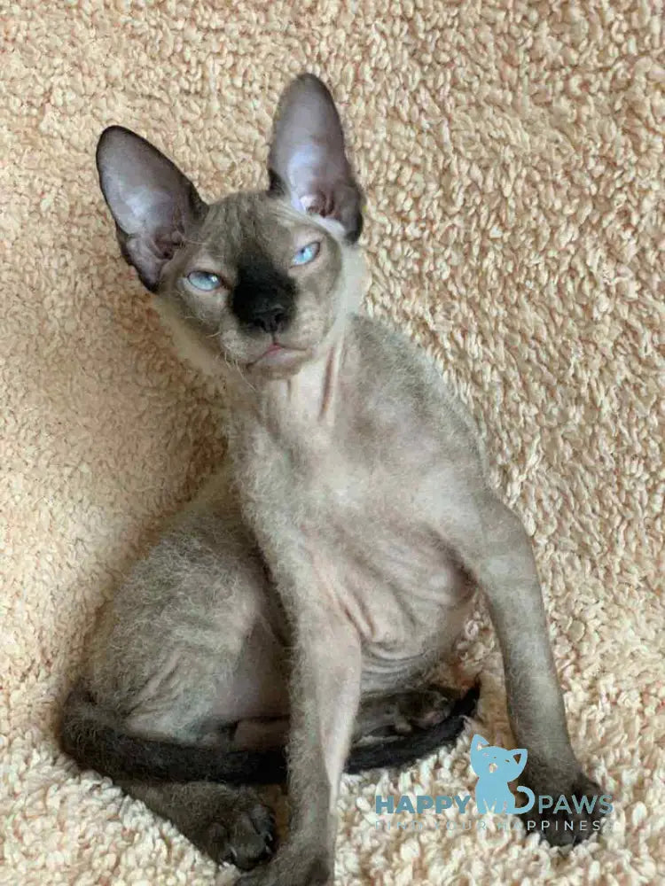 Zarina Don Sphynx female black pointed live animals