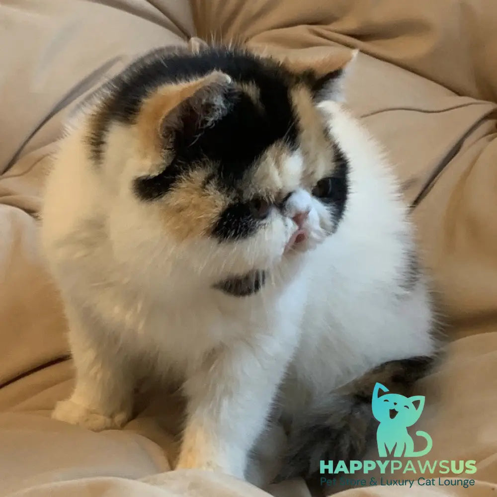 Zarina Exotic female black tortie harlequin - live animals