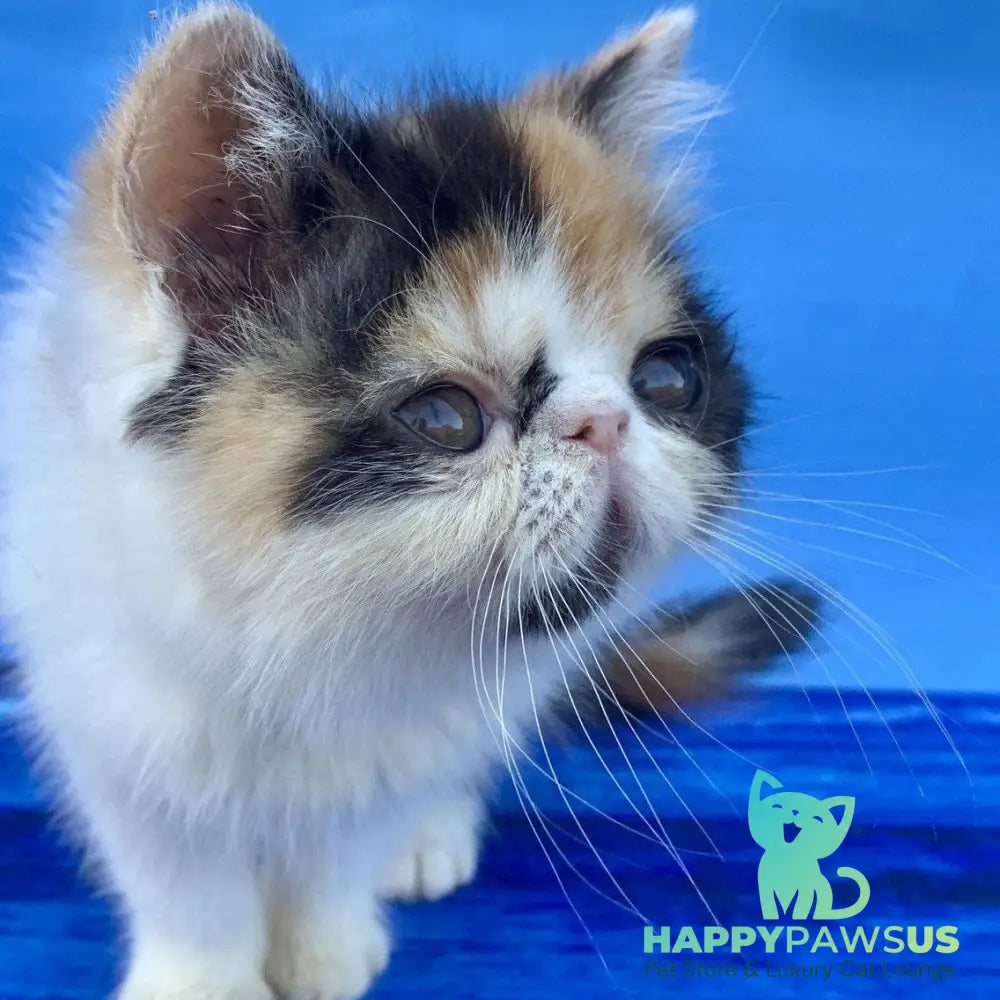 Zarina Exotic female black tortie harlequin - live animals