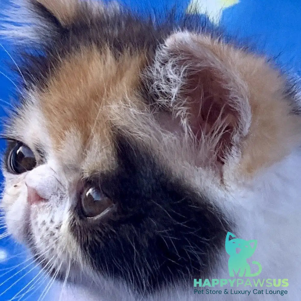 Zarina Exotic female black tortie harlequin - live animals