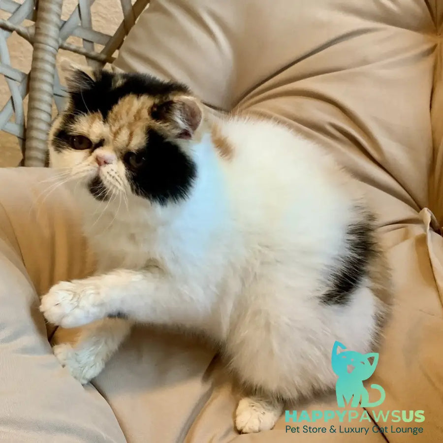 Zarina Exotic female black tortie harlequin - live animals
